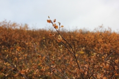 kvitnykja-2015-10-11-15.53.19