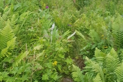 Alternativ sti ned igjen, mest som en jungel.